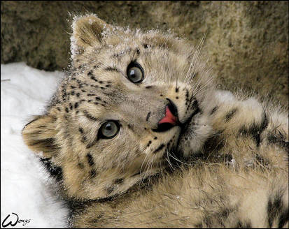 Baby snow leopard: spoil me