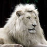Bow to the white lion king