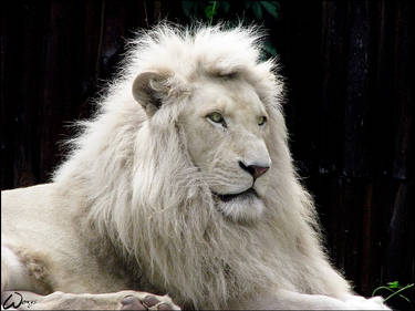 Bow to the white lion king