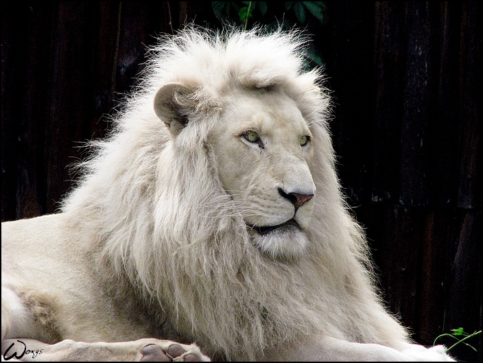Bow to the white lion king