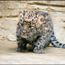 Amur leopard - baby miracle...