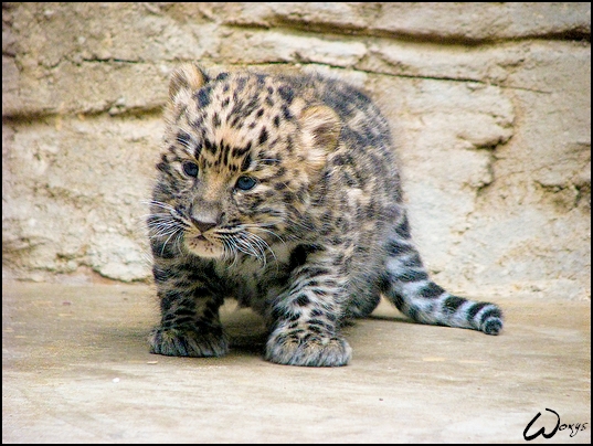 Amur leopard - baby miracle...