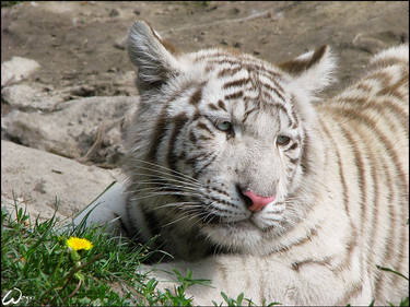 Baby white tiger and a flower