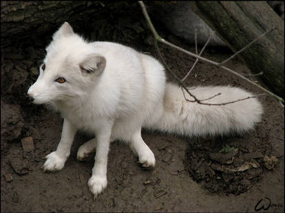 Elegant even in mud