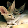 Fennec fox: Love is in the ear