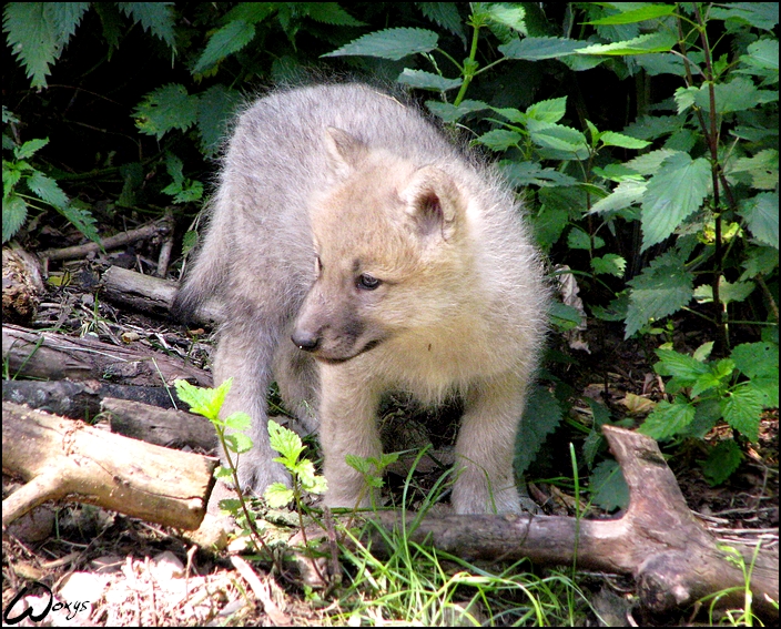 Fluffy wolf puppy