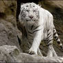 White tiger: bib is needed