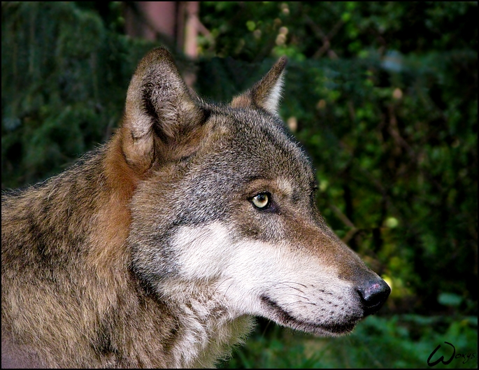 Eurasian wolf