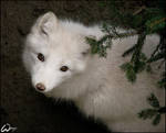 Fluffy and curious baby fox by woxys