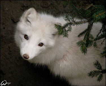 Fluffy and curious baby fox