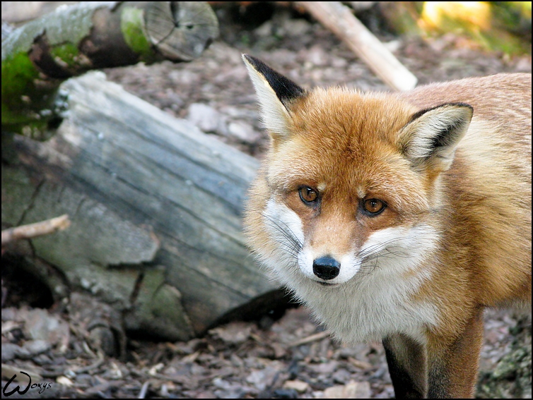 Red Fox: agent's face