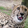 Cheetah: really? A shot of me?