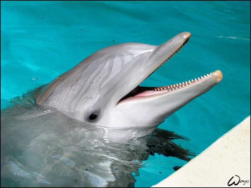 Dolphin: the mystical smile