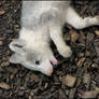 Baby arctic fox - eating leaf