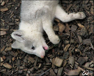 Baby arctic fox - eating leaf