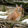 Smiling baby caracal