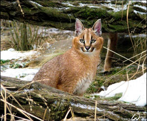 Smiling baby caracal