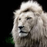 White lion called Haldir