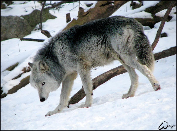 Blue Wolves Real OMG, blue wolf? Really? by woxys on DeviantArt