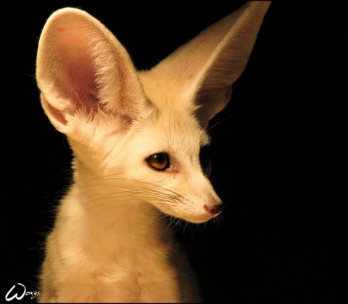 My big-eared tiny love