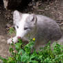 Vegetarian baby fox