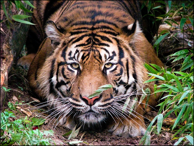 Sumatran tiger: amber eyes...