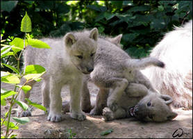 Playing wolf puppies