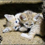 Meow, fight of sand kittens