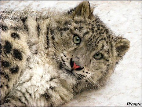 Baby snow leopard: super model