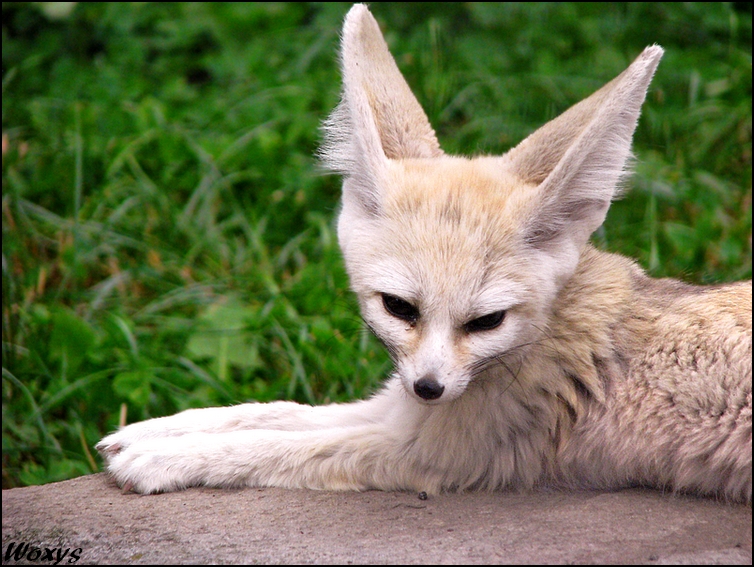 Daylight suits to fennec fox