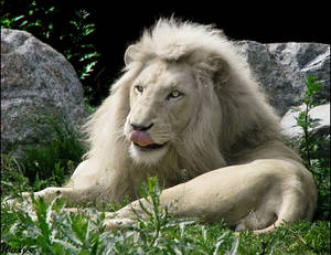 White lion. An illusion...?