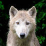 The real wolf's rain?
