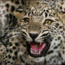 Baby leopard - a bit angry