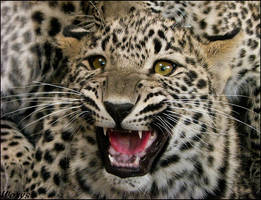 Baby leopard - a bit angry