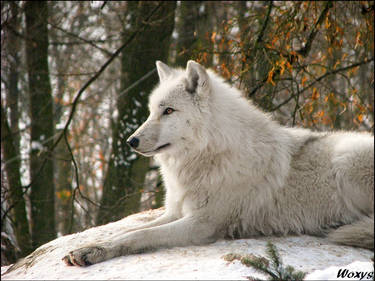 Arctic wolf dreamer