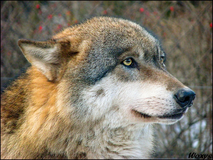 Wolf and red berries