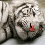 Sssh. Pinky nose baby sleeps