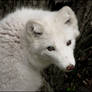 Baby fox - white cutie