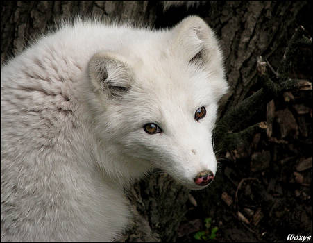 Baby fox - white cutie