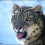 Snow leopard - crazy and blue