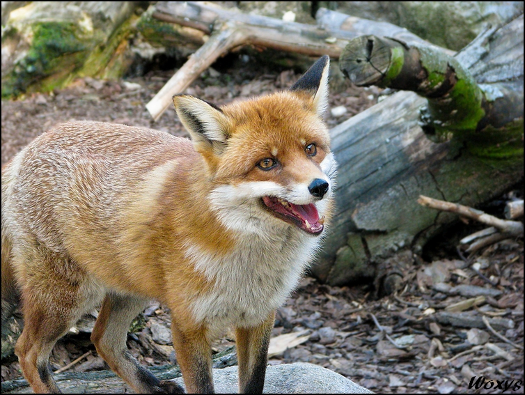 At least one happy Fox....