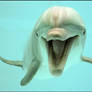 Dolphin: happy to see you