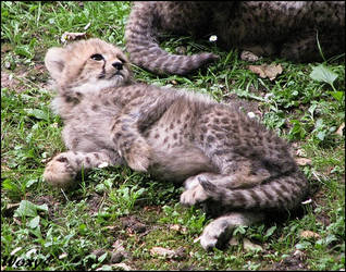 Baby cheetah - living cuteness