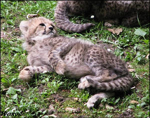 Baby cheetah - living cuteness