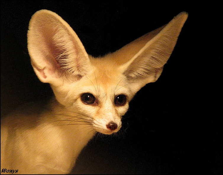 The ears of the year