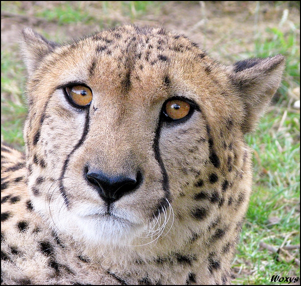 Serious cheetah is serious