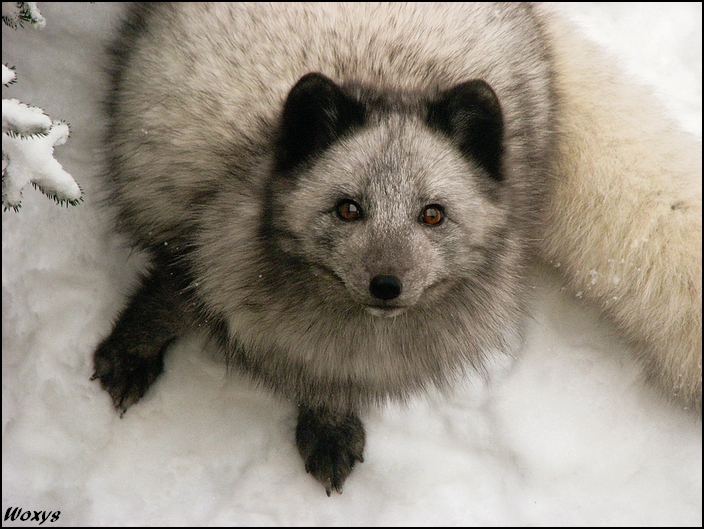 Winter arctic fox cutie