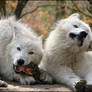 When the wolf makes funny face