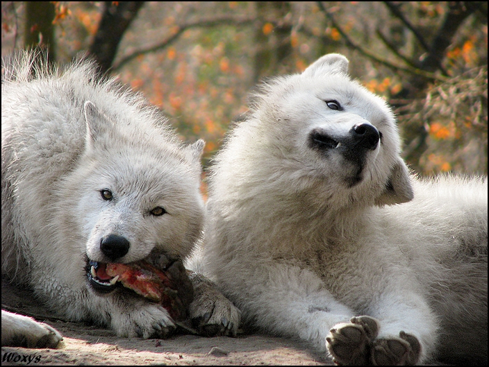 When the wolf makes funny face by woxys on DeviantArt When the wolf makes funny face by woxys on DeviantArt