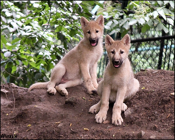 Wolf pups at last